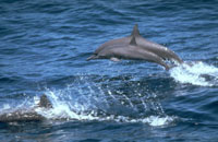 Dolphin in Cardigan Bay